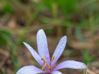 Geöffnete Herbstzeitlosen Blüte mit Regentropfen